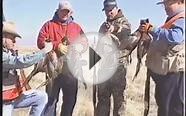 Best Pheasant and Upland Bird Hunting in Colorado