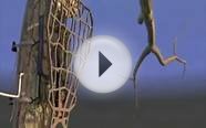 Best Tree Stand For Hunting Elk
