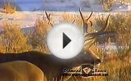 Best Trophy Mule Deer Hunting Anywhere