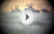 Big deer in Colorado and New MX Tristate Outfitters