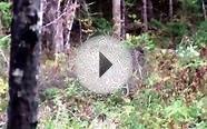 Black bear hunting. Maine, Bounty Hunter Guide Service