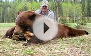 Black Bear Hunting Outfitters, Tips, Videos and Information