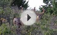 Bowhunting A 200-Inch Mule Deer Buck In New Mexico