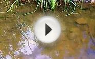 Brook Trout in Beaver Pond at Alma State Wildlife Area