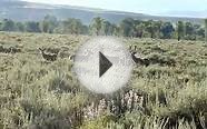 BrushBuck Guide Services, Mule Deer bachelor herd