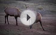 Bull Elk fighting in Colorado