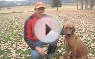 Carbondale Colorado Dog Trainer Rhodesian Ridgeback