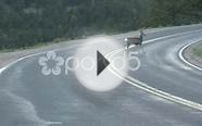 clip 48905991: Mule Deers on the road in Rocky Mountain