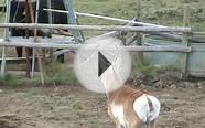 Close Call with a Colorado Antelope Buck