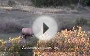 Colorado Archery Bull Elk