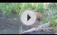 Colorado Black Bear encounter on Basalt Mountain