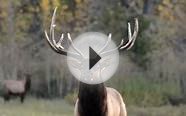 Colorado Bull Elk 10-15-2015