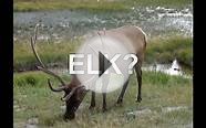 Colorado Elk Hunting Lodges & Destinations