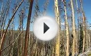 Colorado Elk Hunting - Scouting