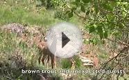 Colorado Fly Fishing - Brown Trout and Unexpected Guests