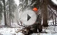 Colorado Mule Deer