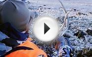 COLORADO MULE DEER RUT HUNT