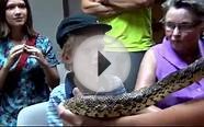 Colorado Parks and Wildlife - Bullsnake feeding at