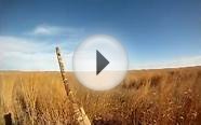 Colorado pheasant hunt