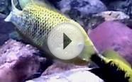 Colorado River Fish