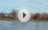 Colorado River Waterfowl