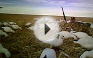 colorado snow goose hunting