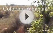 Colorado Whitetail snow hunt