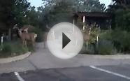 Deer Encounter in Colorado Springs, Colorado ( 2 of 3) 6