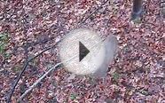 Deer hunting - Doe kill on camera - Lumenok