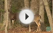 Deer Hunting Forecast 2015 - Texas Parks and Wildlife