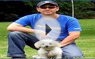 dog training colorado dog training utah