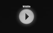 Download Wildlife [PDF] Online