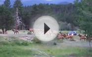 Elk Bugling at Herd in Rocky Mountain National Park, Colorado