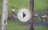Elk Herd at Elk Springs Ranch, Telluride, Colorado