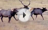 Elk Hunting Adventures in Western Colorado