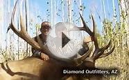 Elk Hunting Guides & Outfitters | World Class Outdoors