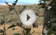 Elk Hunting with Colorado in the Wild show 22