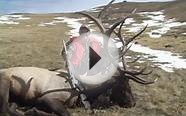 Elk Hunting Wyoming