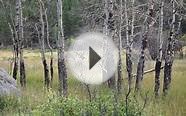 elk in colorado