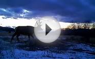 elk in southern colorado on 1/2011