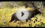 Elk In the Colorado Rut