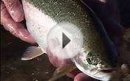 Fly Fishing Colorado - October - Stillwater Trophies