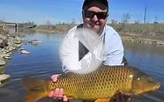 Fly Fishing for Spring Colorado Carp | Carp Fly Fishing