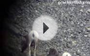 geno/genehuntfish Hunting Bighorn Sheep with Geno Part 1