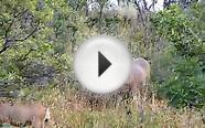 Guided Colorado Mule Deer Archery Hunts with West Elk