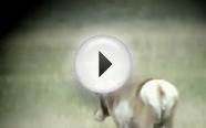 High Plains Adventures Colorado State Wide Antelope Hunt.wmv