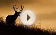 How to Pick the Best Rifle for Deer Hunting