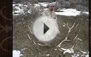 How To Score An Elk Using The Boone & Crockett System