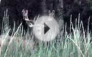 Huge 4x4 Mule Deer with Cool Eye Guards Hit List Buck 2012