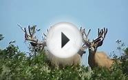 Huge Trophy Mule Deer on Henry Mountains in Utah - Offgrid